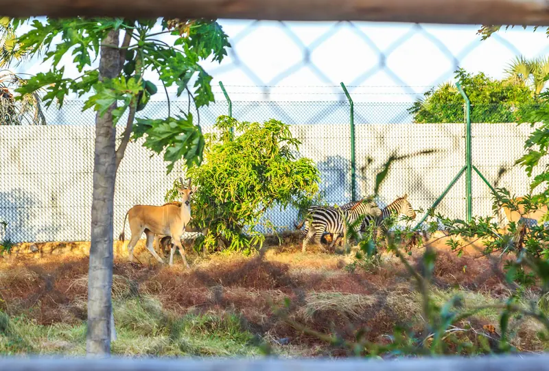 Zebras and eland in the Aya Sophia wildlife area