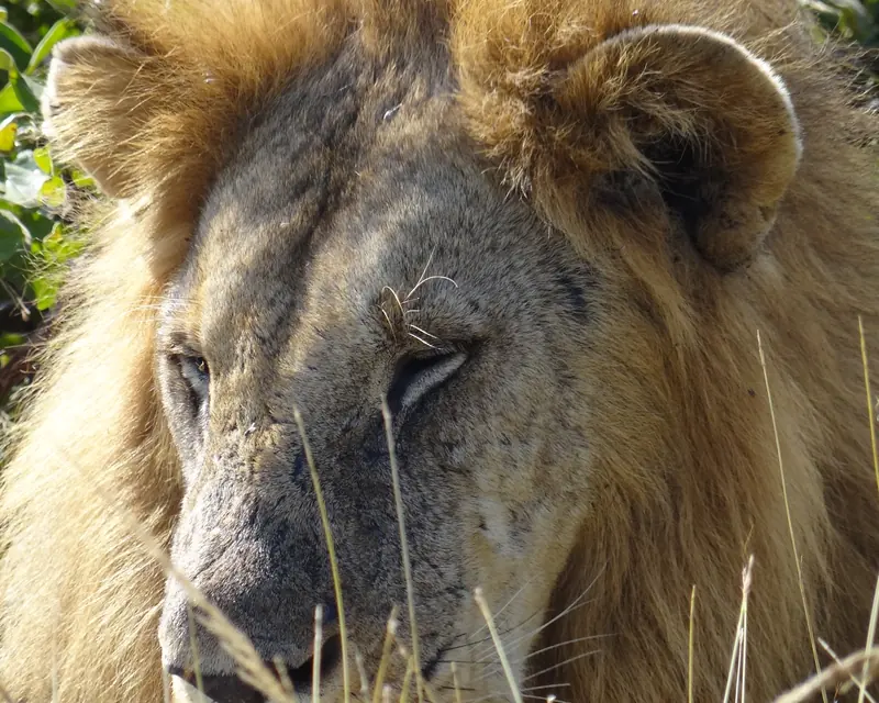 Male lion in Mikumi National Park