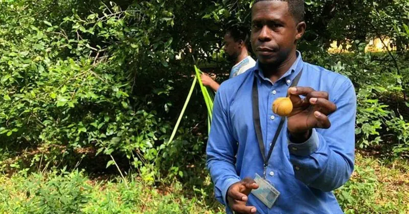 Spice farm guide showing a spice, Zanzibar